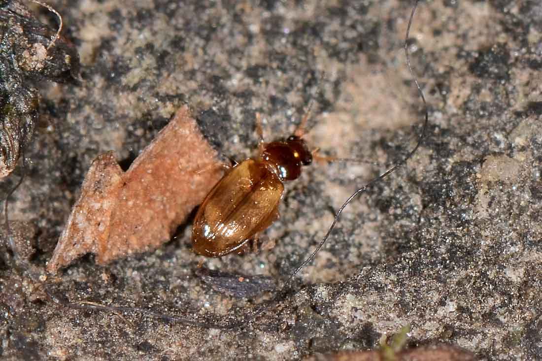 Carabidae:  Paratachys sp.?  No, Tachyura sp.